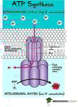 ATP Synthesis via Chemiosmotic Coupling and Proton Motive Force - MCAT Biochemistry