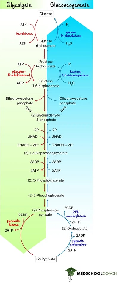 Glycolysis vs Gluconeogenesis - MCAT Biochemistry