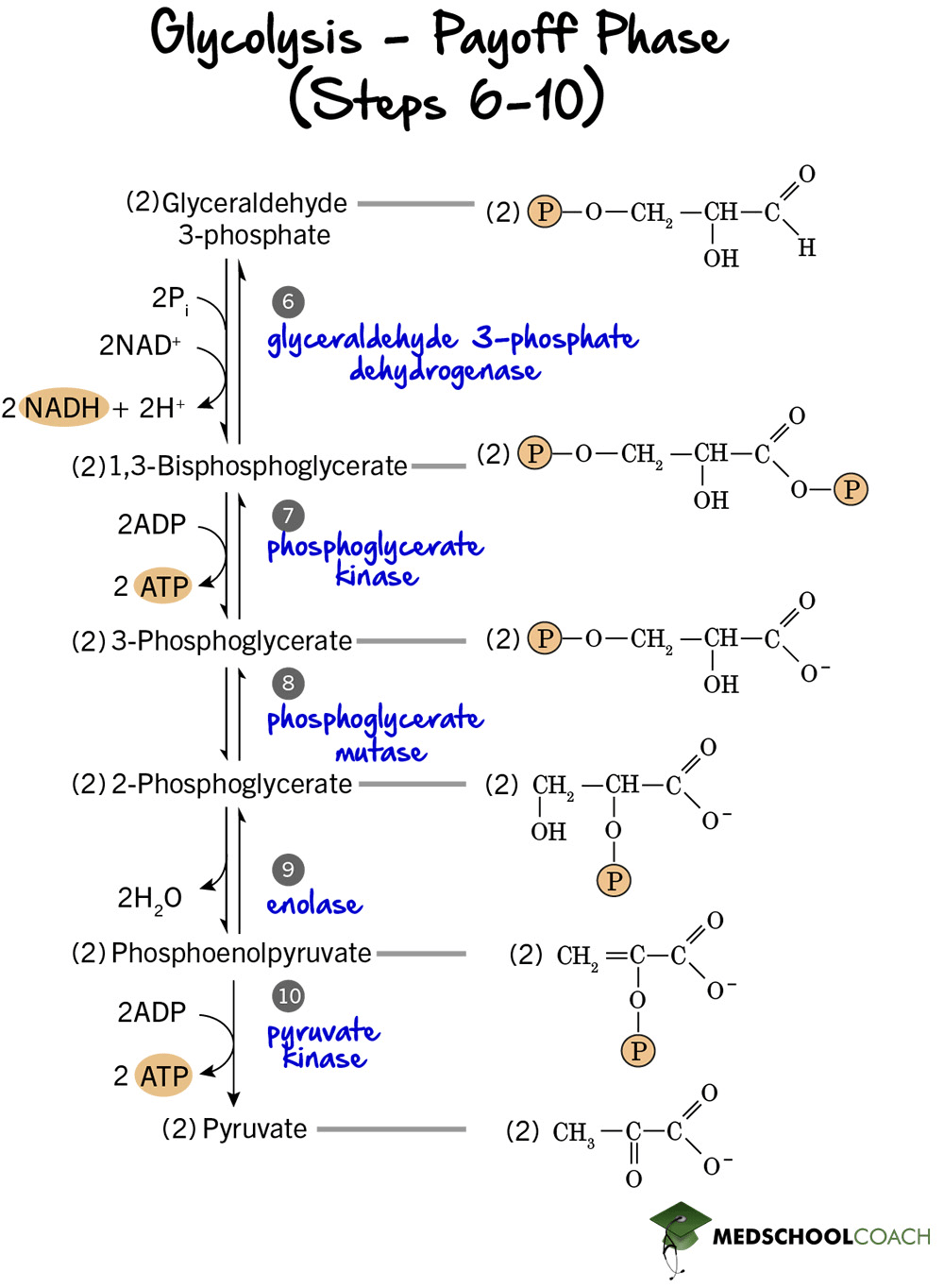 Payoff Phase of Glycolysis - MCAT Biochemistry