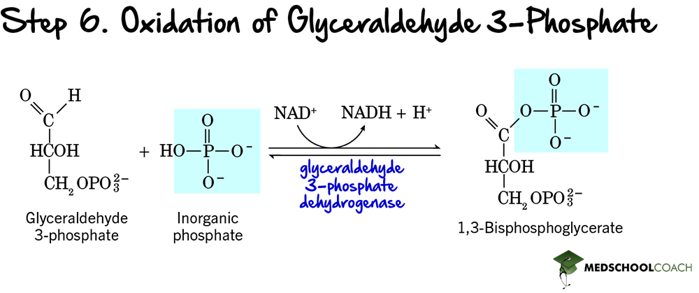 Glycolysis Step 6: Oxidation of Glyceraldehyde 3-Phosphate - MCAT Biochemistry