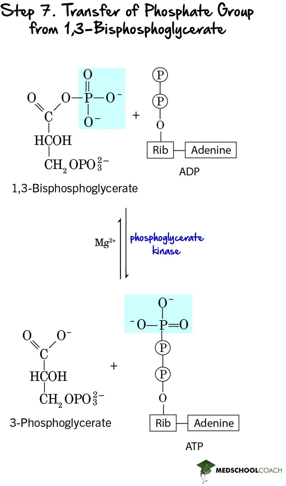 Glycolysis Step 7: Transfer of Phosphate Group from 1,3-Bisphosphoglycerate - MCAT Biochemistry