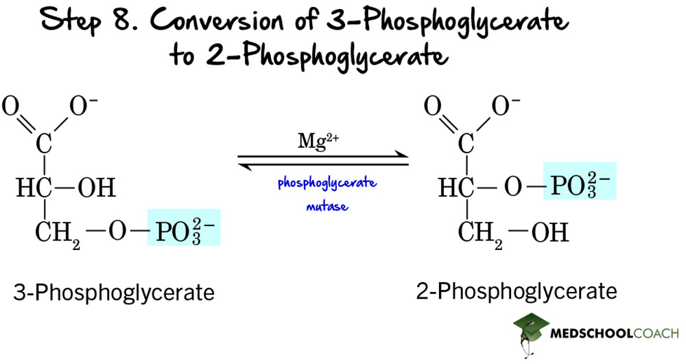 Glycolysis Step 8: Conversion of 3-Phosphoglycerate to 2-Phosphoglycerate - MCAT Biochemistry