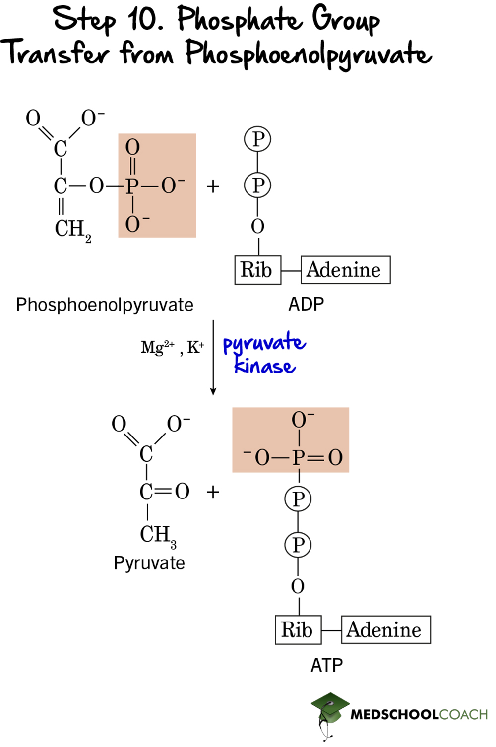 Glycolysis Step 10: Phosphate Group Transfer from Phosphoenolpyruvate - MCAT Biochemistry