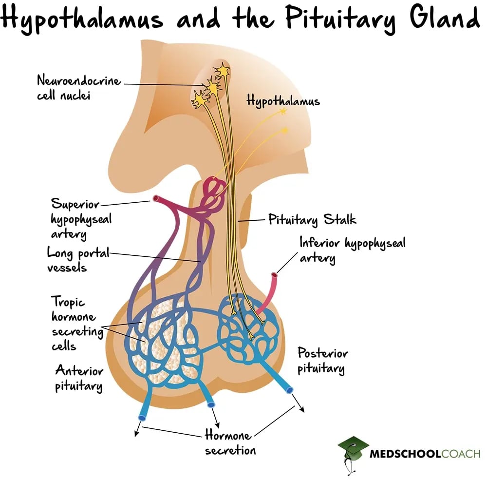 Structure of the Hypothalamus and the Pituitary Gland - MCAT Biology