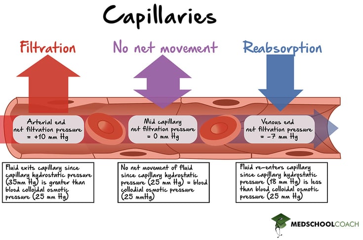 The arterial end of capillaries delivers fluid and nutrients to tissues, while the venous end collects wastes and fluid