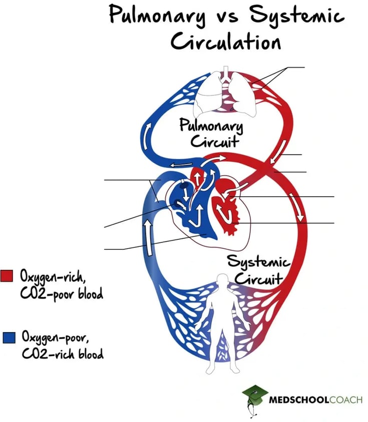 Systemic circulation delivers oxygen-rich blood to body tissues, while pulmonary circulation delivers oxygen-poor blood to the lungs