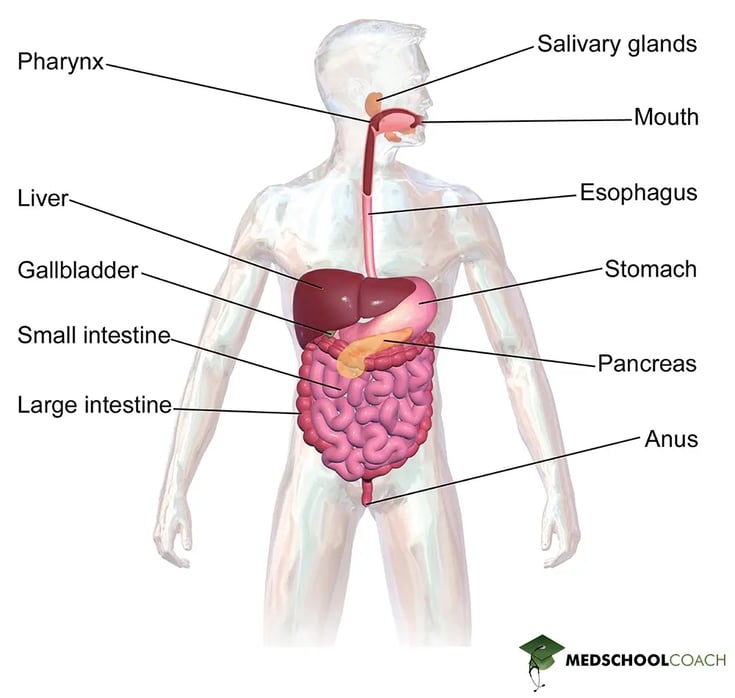 Gross anatomy of the digestive system for the MCAT, including the GI tract as well as accessory organs like the pancreas.