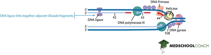 DNA Ligase - MCAT Biochemistry