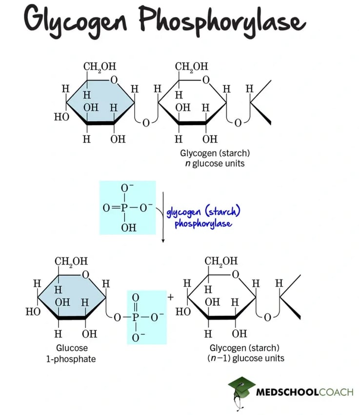 Glycogen Phosphorylase in Glycogenolysis - MCAT Biochemistry