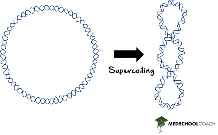 Prokaryotic DNA Supercoiling - MCAT Biology