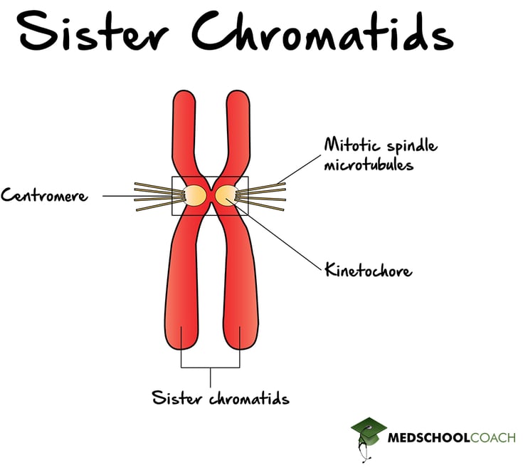 Sister Chromatids, Centromere, and Kinetochores - MCAT Biology