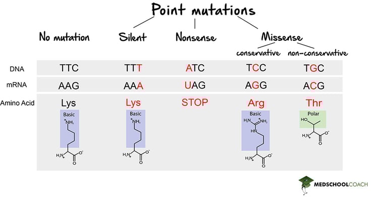 Silent, Nonsense, and Missense Point Mutations - MCAT Biology