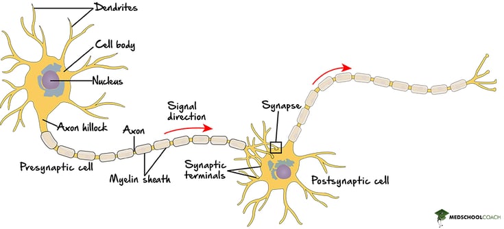 Neuron Structure (Dendrites Soma, Axon, Myelin Sheath, Synapse) - MCAT Biology