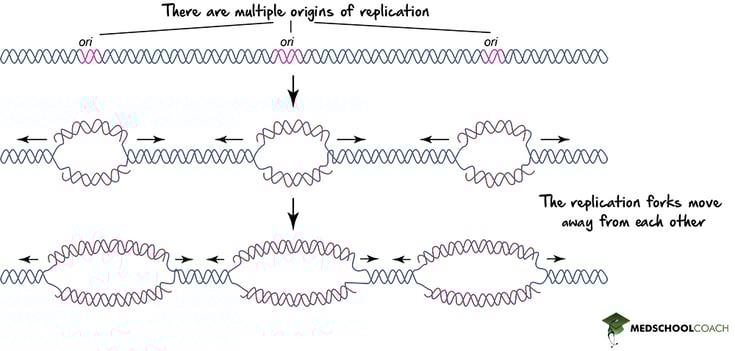 Eukaryotic Origin of Replication - MCAT Biology