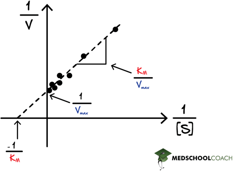 Figure 1: Lineweaver-Burk plot