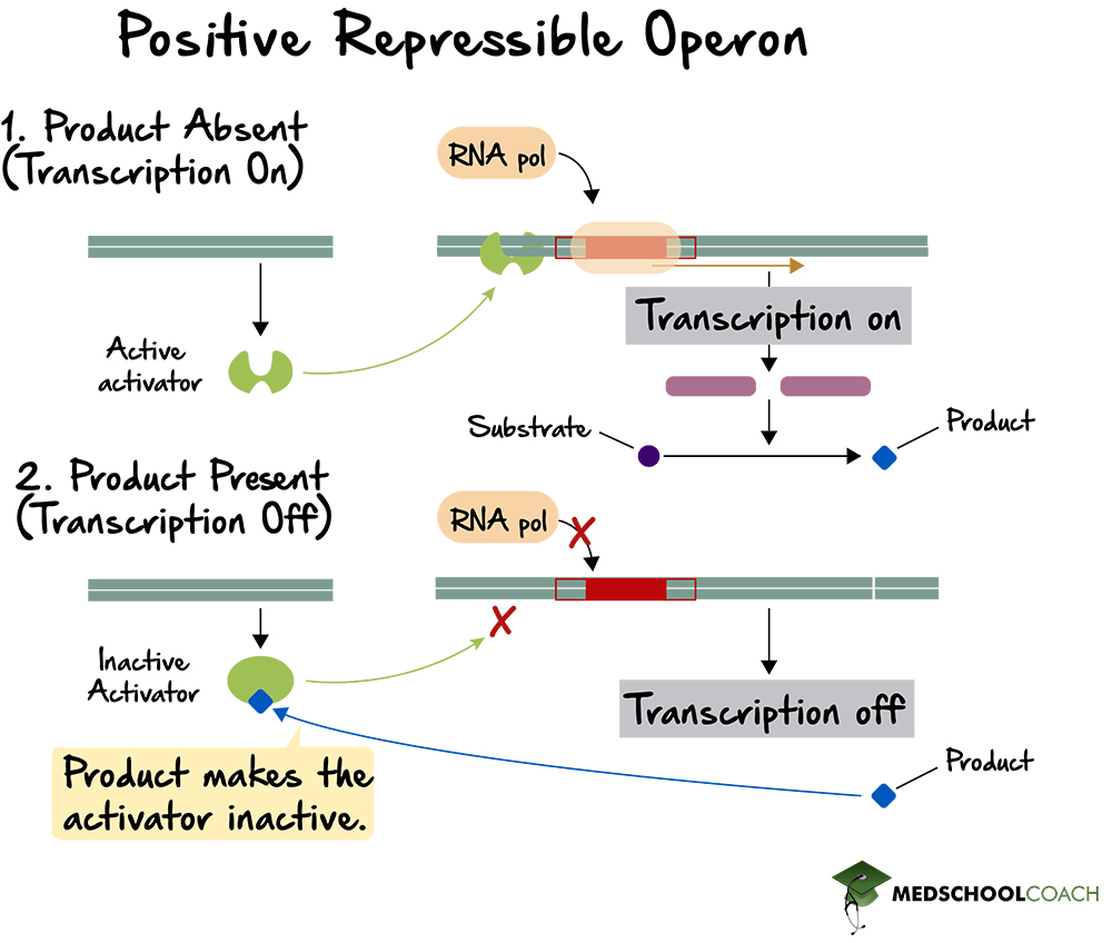 Fig 2. Positive Repressible Operon