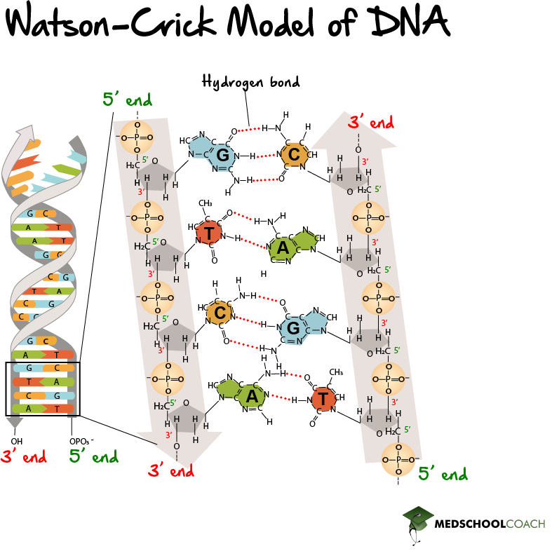 DNA as an Antiparallel Double Helix - MCAT Biochemistry