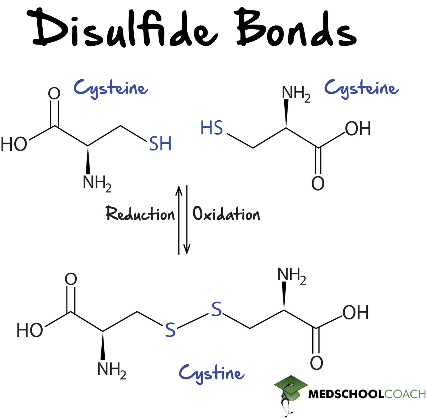 Cysteine and Cystine - MCAT Biochemistry