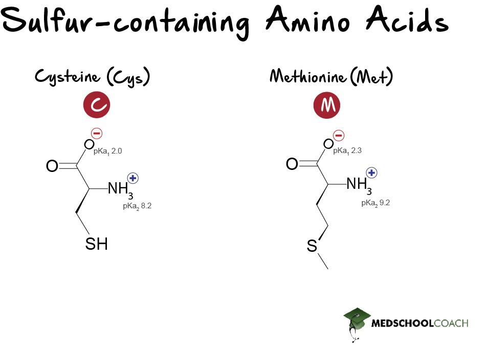Sulfur-Containing Amino Acids - MCAT Biochemistry