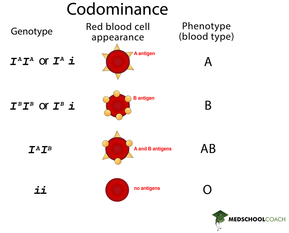 codominance-mcat-biology