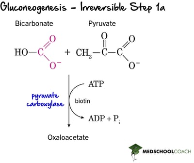 Gluconeogenesis Irreversible Step 1a - MCAT Biochemistry