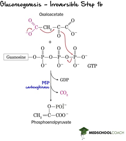Gluconeogenesis Irreversible Step 1b - MCAT Biochemistry