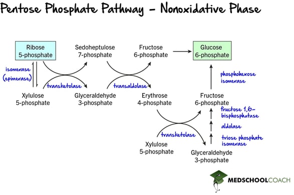 Pentose Phosphate Pathway - Nonoxidative Phase
