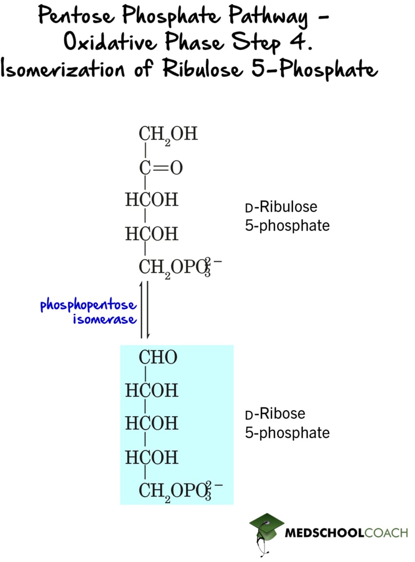 Pentose Phosphate Pathway - Step 4