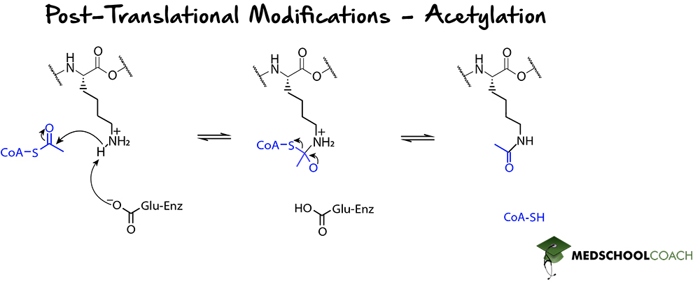 Post-Translational Modifications - Acetylation