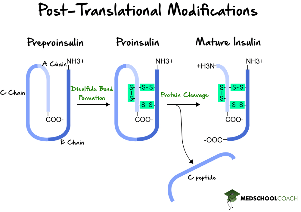 Post-Translational Modifications of Insulin