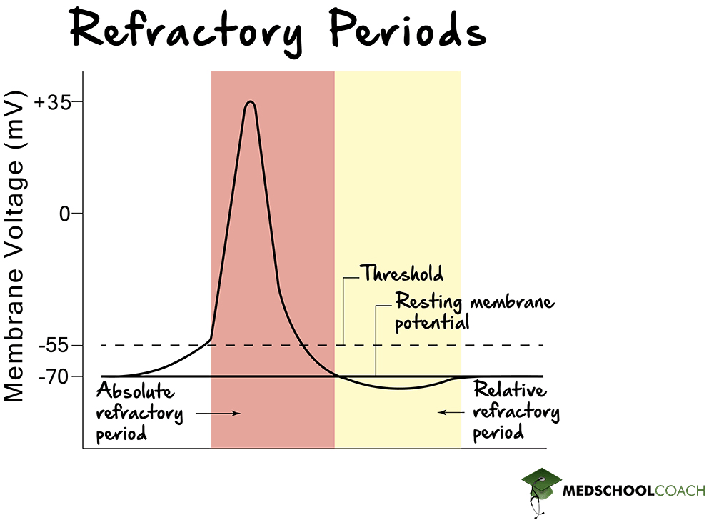 refractory-period-mcat-biology