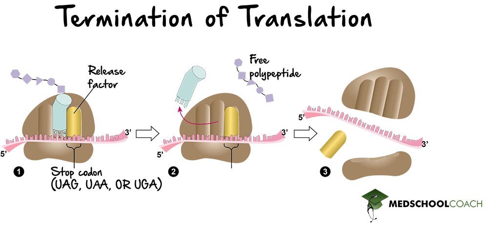 termination-of-translation-mcat-biology