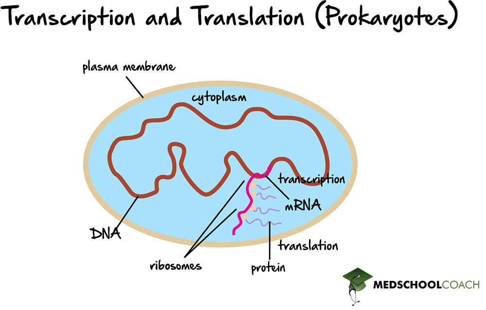 Transcription and Translation in Prokaryoties - MCAT Biology