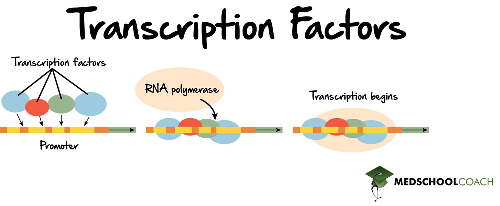 Transcription Factors - MCAT Biology