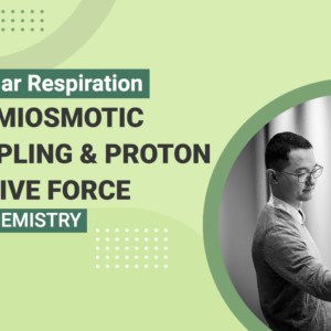 Cellular Respiration Chemiosmotic Coupling - Proton Motive Force
