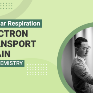 Cellular Respiration Electron Transport Chain