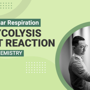 Cellular Respiration Glycolysis Net Reaction