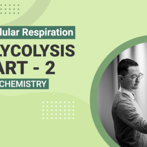 Cellular Respiration Glycolysis Part 2