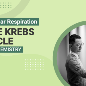 Cellular Respiration The Krebs Cycle