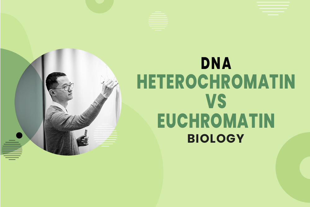 MCAT Biology - DNA - Chromosome Organization - Heterochromatin vs Euchromatin