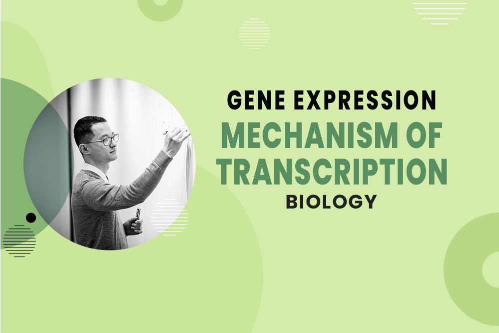 MCAT Biology - Gene Expression - Central Dogma - Mechanism of Transcription