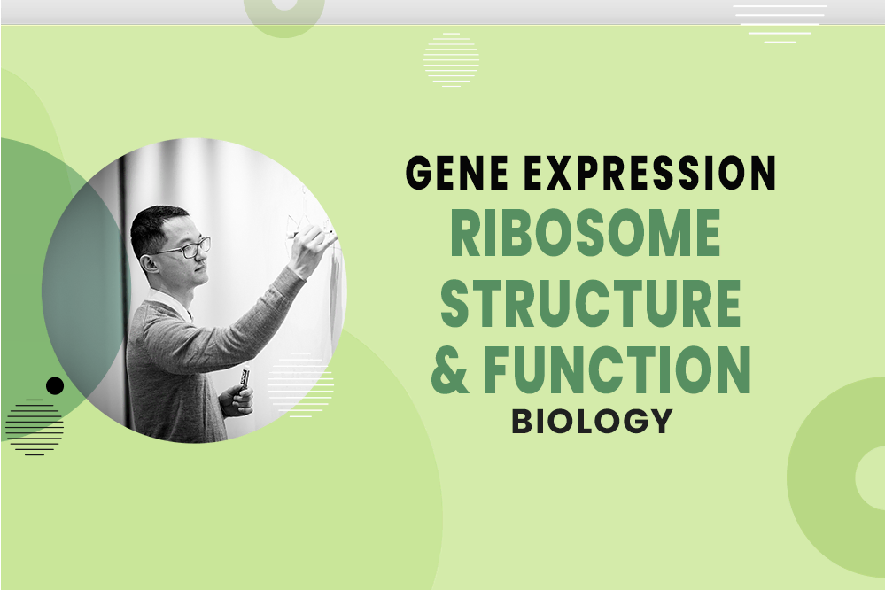 MCAT Biology - Gene Expression - The Central Dogma - Ribosome Structure & Function