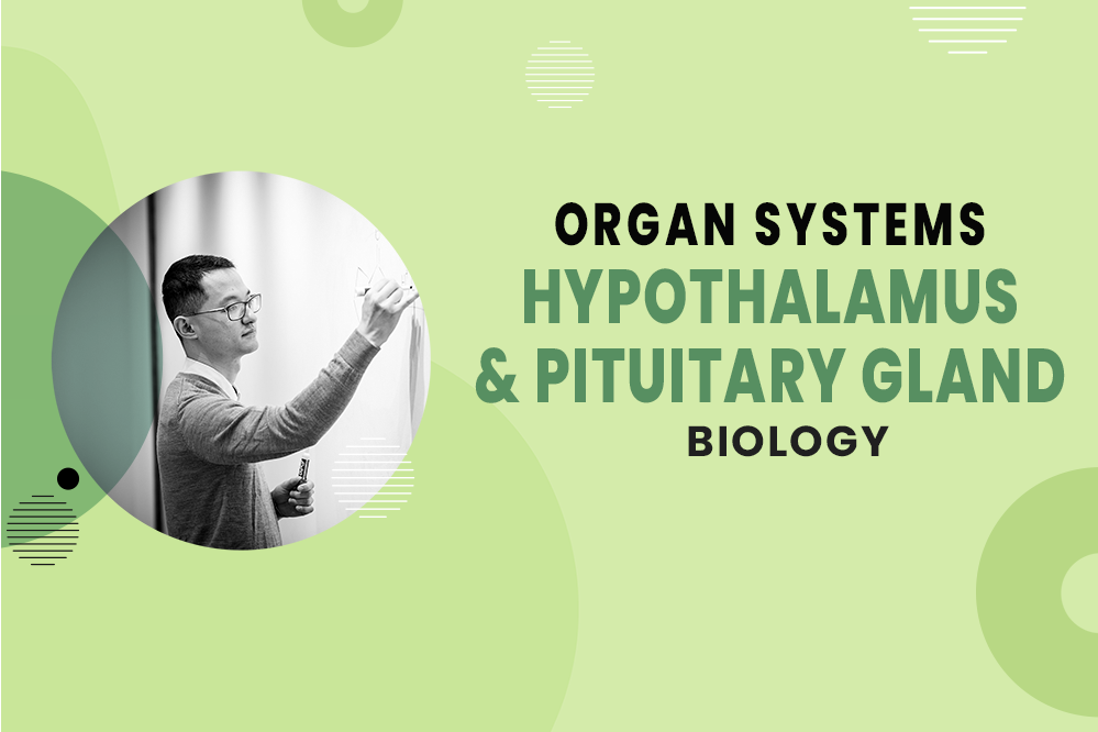 Hypothalamus & Pituitary Gland - Endocrine System - Organ Systems - MCAT Biology