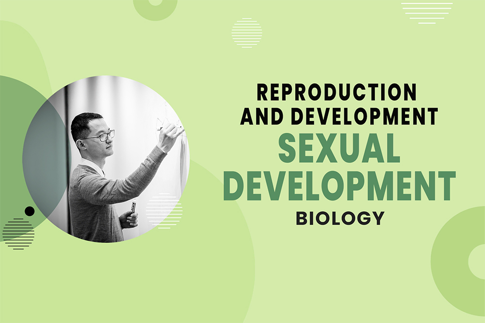 Sexual Development - MCAT Biology