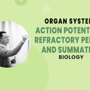 Action Potentials, Refractory Periods, and Summation - Organ Systems - MCAT Biology