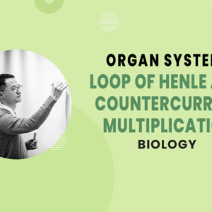 Loop of Henle & Countercurrent Multiplication - Organ Systems - MCAT Biology