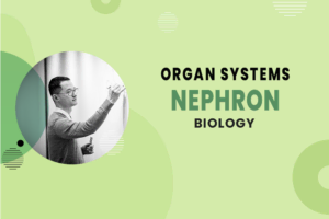 Nephron - Organ Systems - MCAT Biology