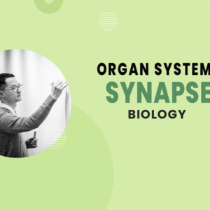 Synapse - Organ Systems - MCAT Biology