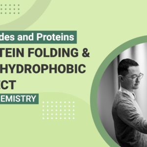 Peptides and Proteins - Protein Folding & The Hydrophobic Effect