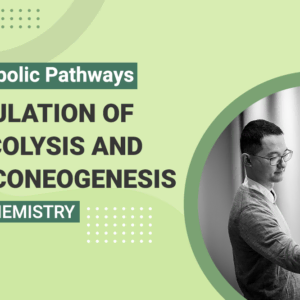 regulation of Glycolysis and Gluconeogenesis - MCAT Biochemistry